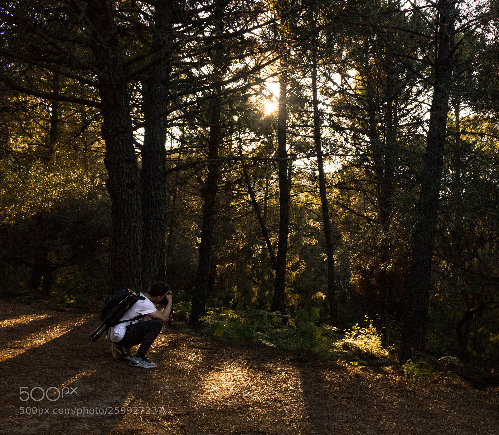 Canon EOS 750D (EOS Rebel T6i / EOS Kiss X8i) sample photo. Bosque sombrio photography