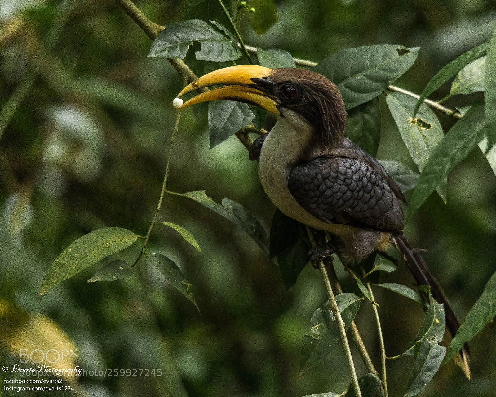 Canon EOS 5D Mark IV sample photo. The sri lanka grey photography