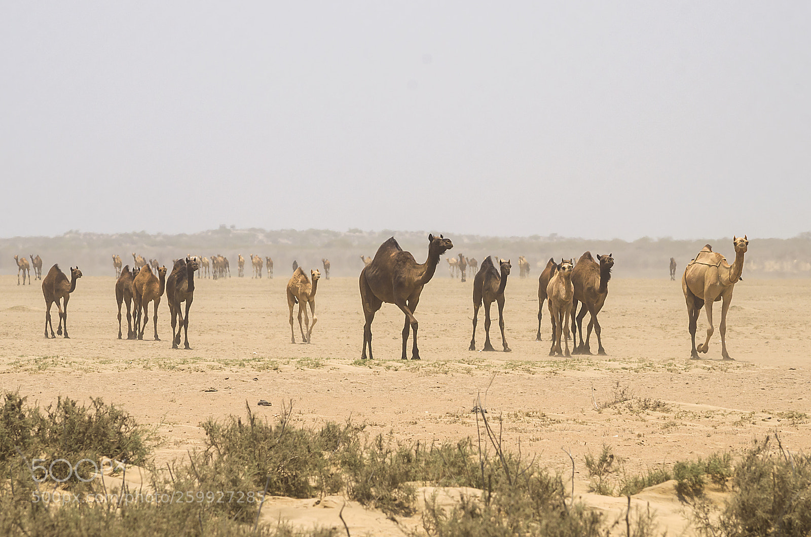 Nikon D5100 sample photo. Desert king gang photography