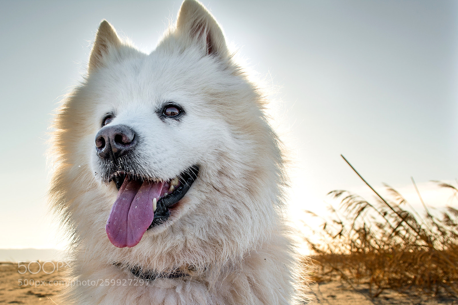 Nikon D5200 sample photo. Samoyed photography