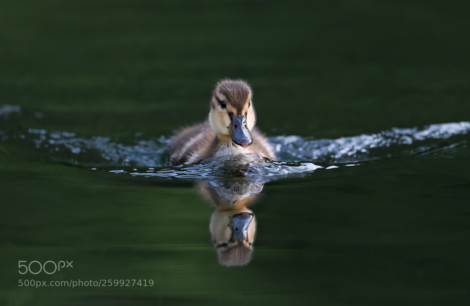 Nikon D850 sample photo. Duck baby photography