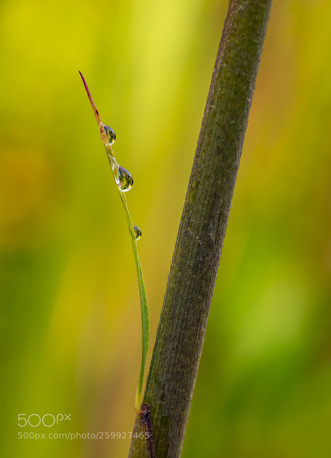 Nikon D800 sample photo. Dewdrops in the morning photography