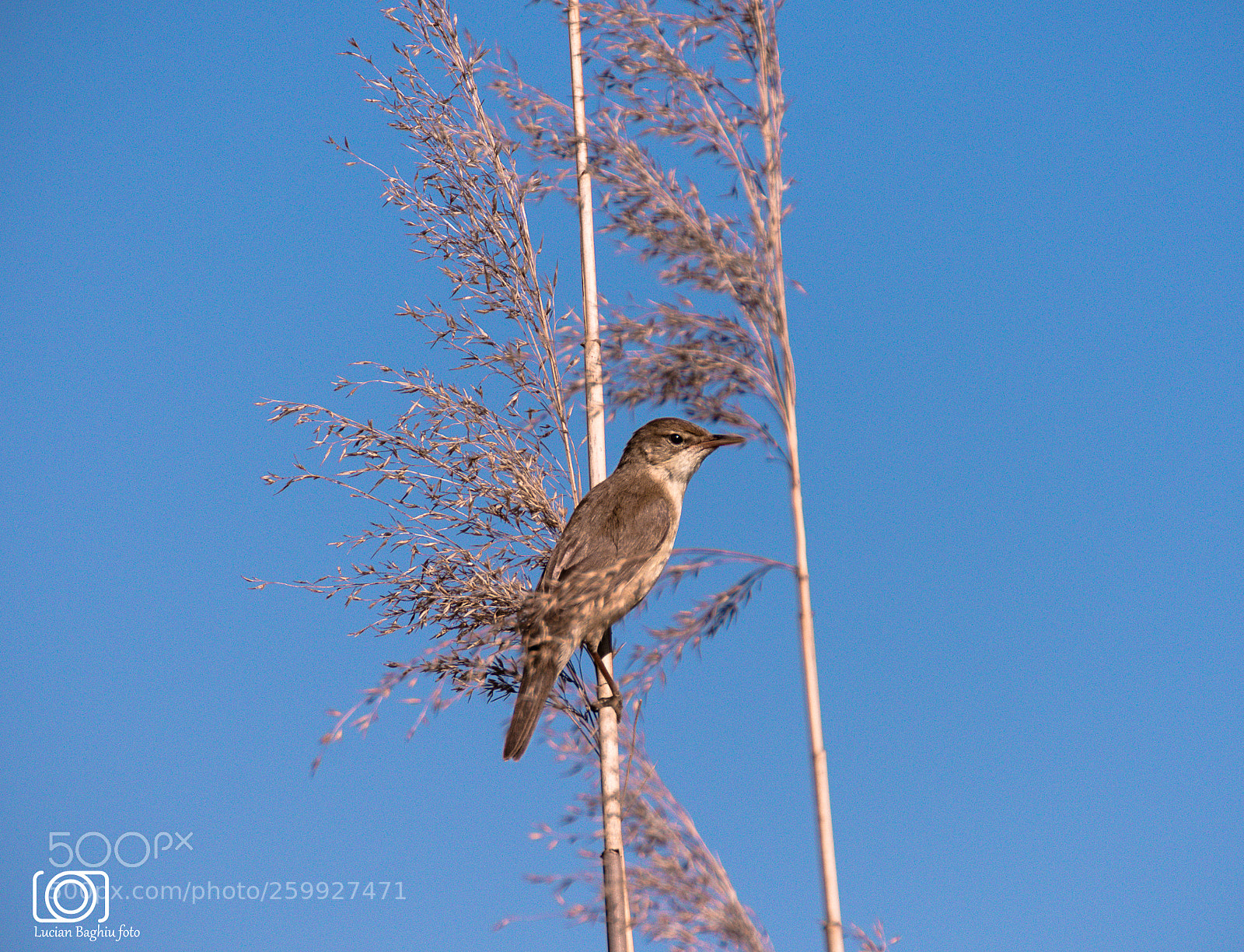 Nikon D7200 sample photo. L car mic- acrocephalus photography