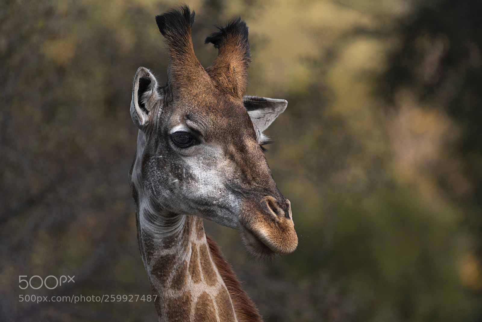 Nikon D750 sample photo. Portrait of a giraffe photography