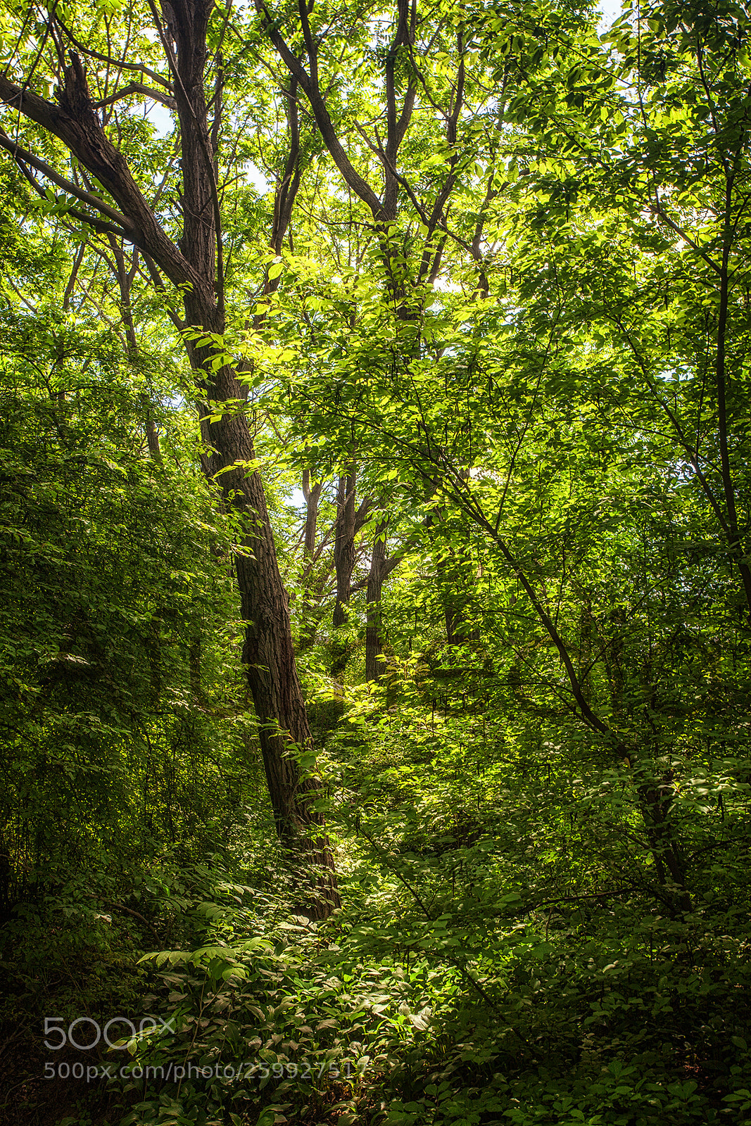 Canon EOS 5D Mark II sample photo. 夏天的树 photography