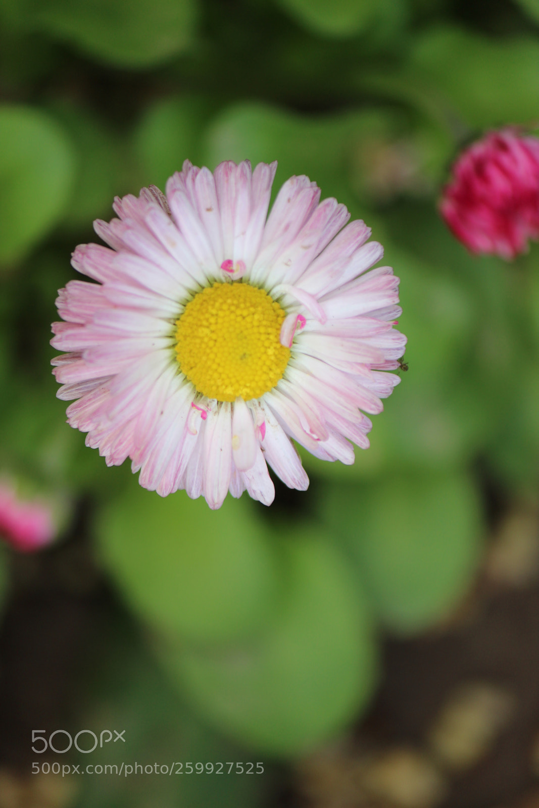Canon EF-S 55-250mm F4-5.6 IS II sample photo. Flower photography