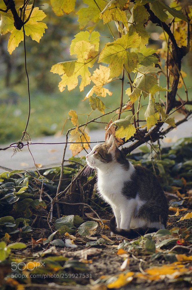 Nikon D7000 sample photo. Thinker photography