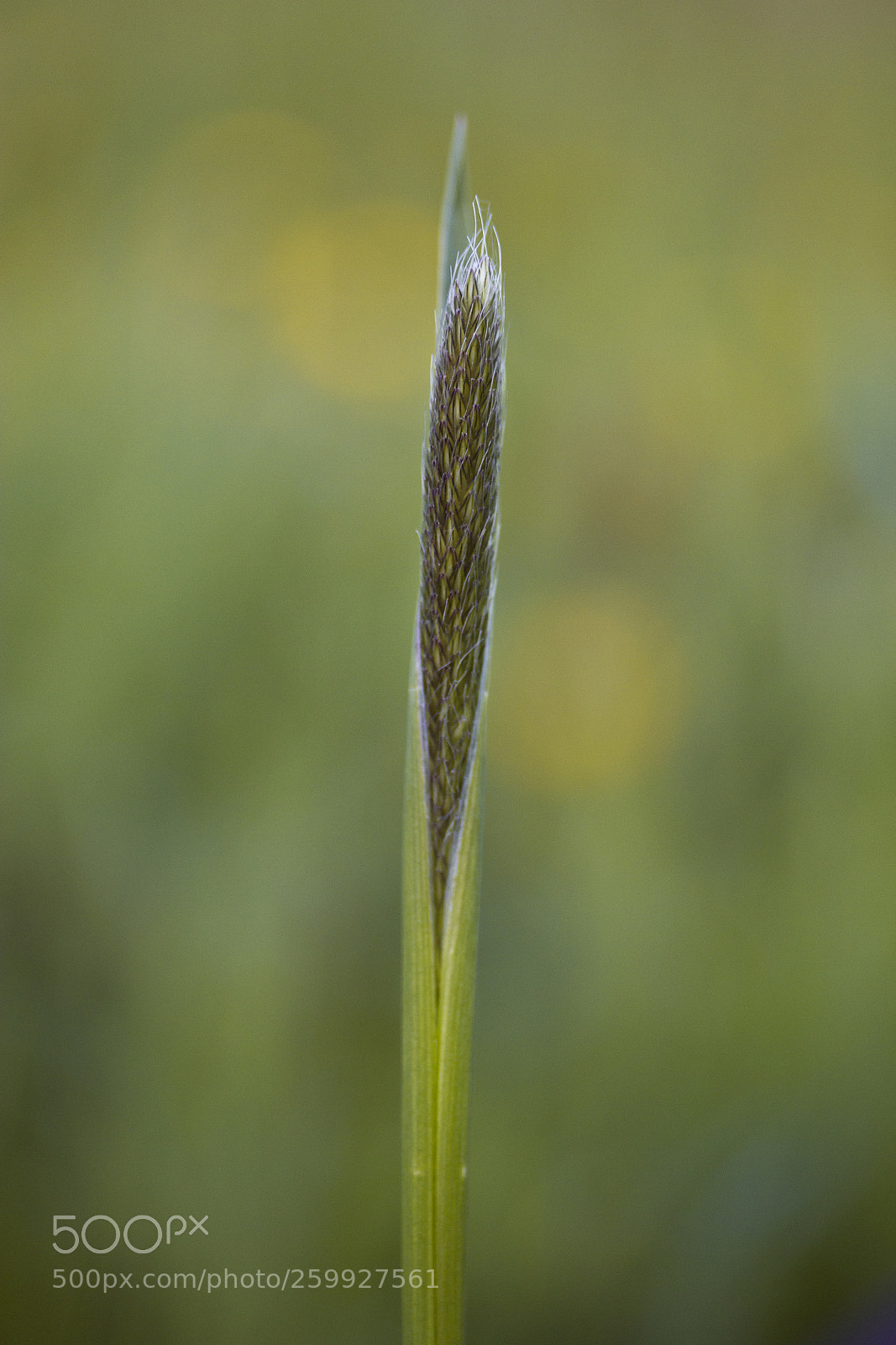 Canon EOS 60D sample photo. Wiesen-fuchsschwanz (alopecurus pratensis) photography