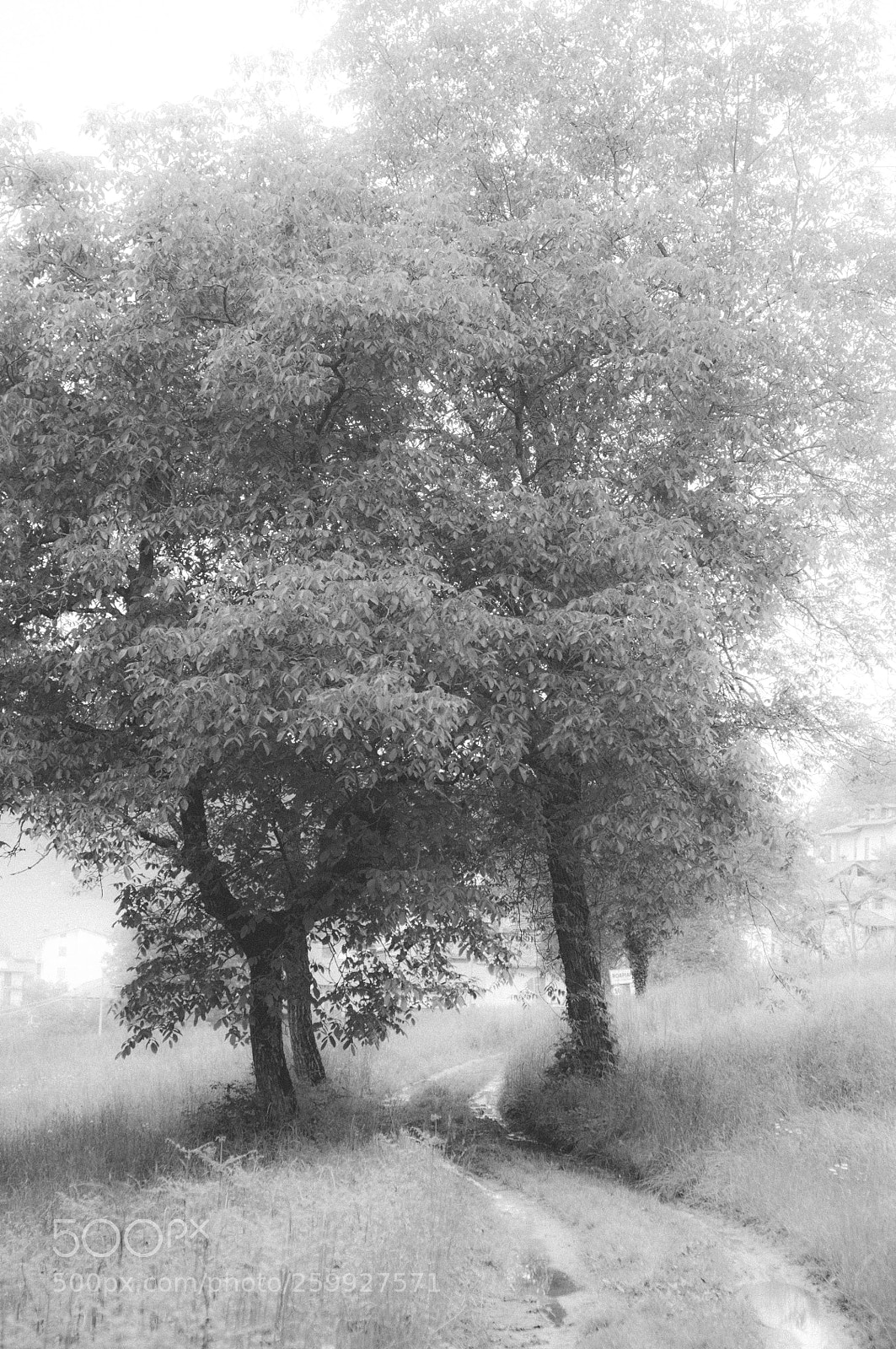 Nikon D300 sample photo. Morning depression photography