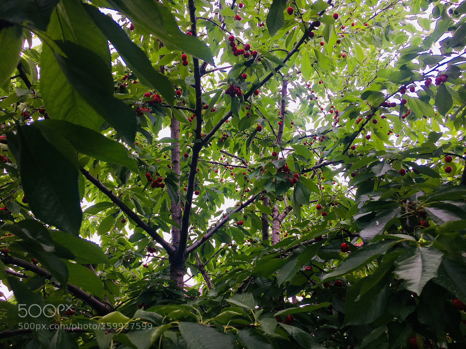 Apple iPhone 6s sample photo. Cherrys photography