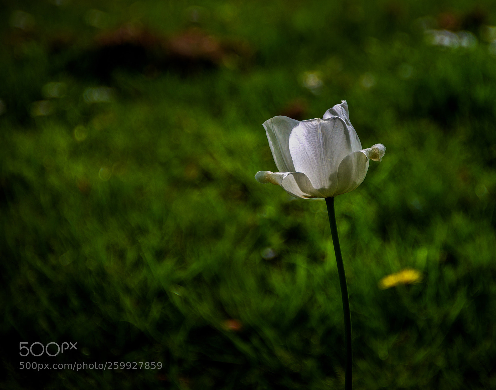 Nikon D850 sample photo. White flower photography