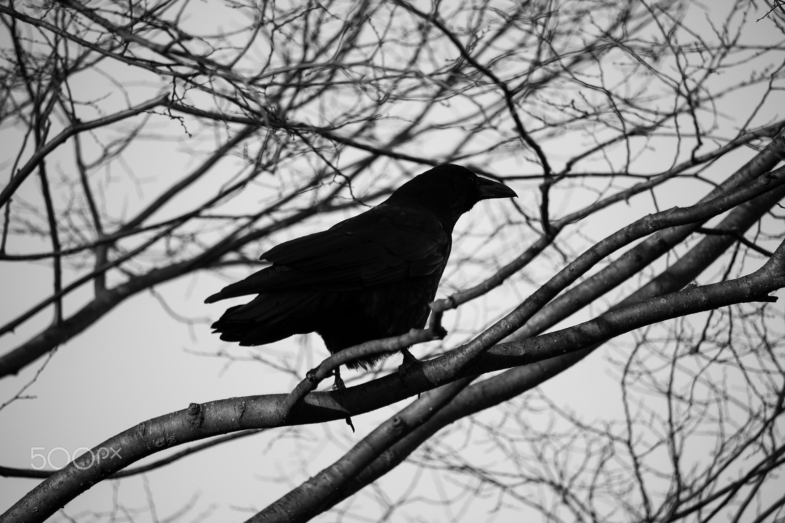 Canon EOS 700D (EOS Rebel T5i / EOS Kiss X7i) sample photo. The crow photography