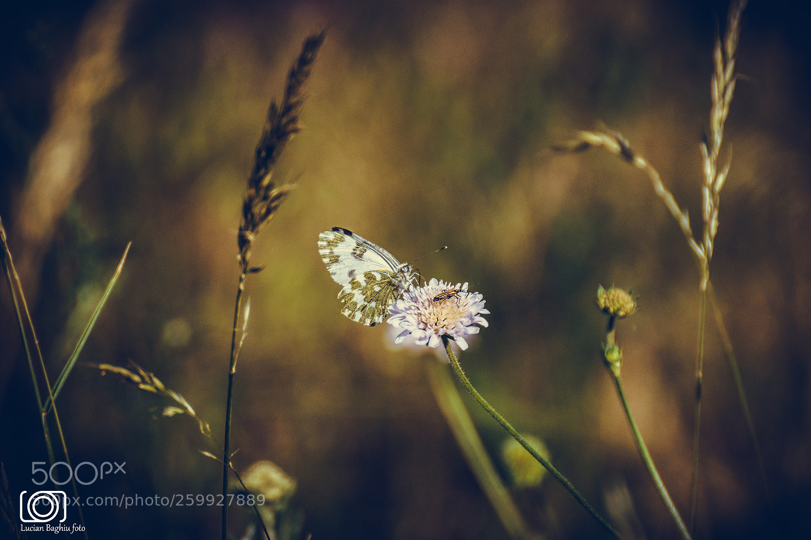 Nikon D7200 sample photo. Butterfly photography
