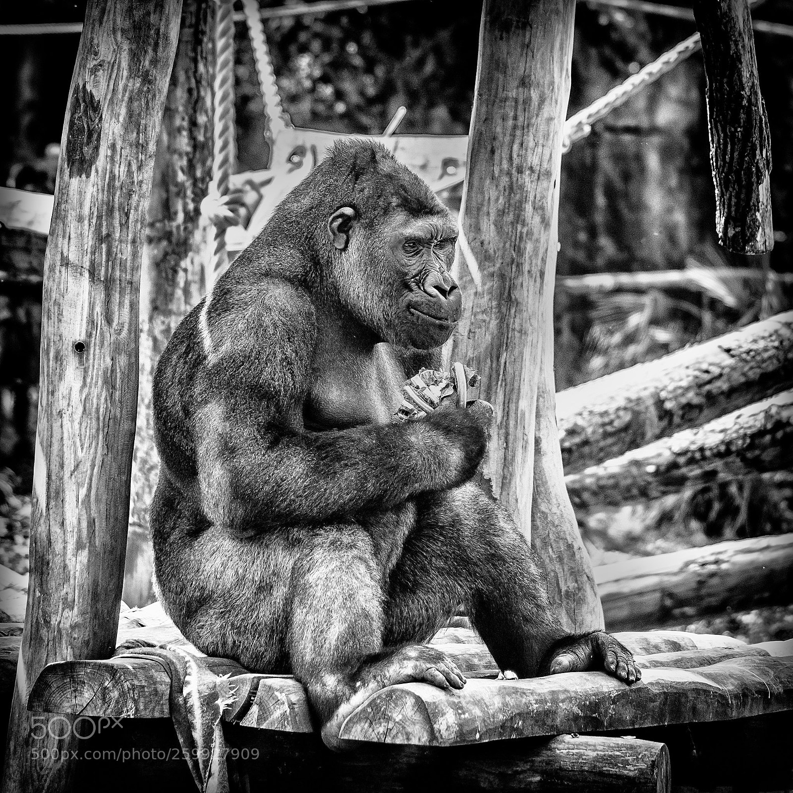Nikon D7100 sample photo. Gorilla photography