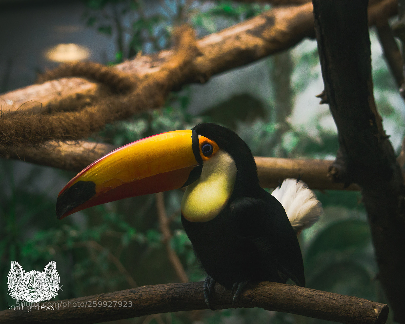Nikon D5100 sample photo. Toucan photography