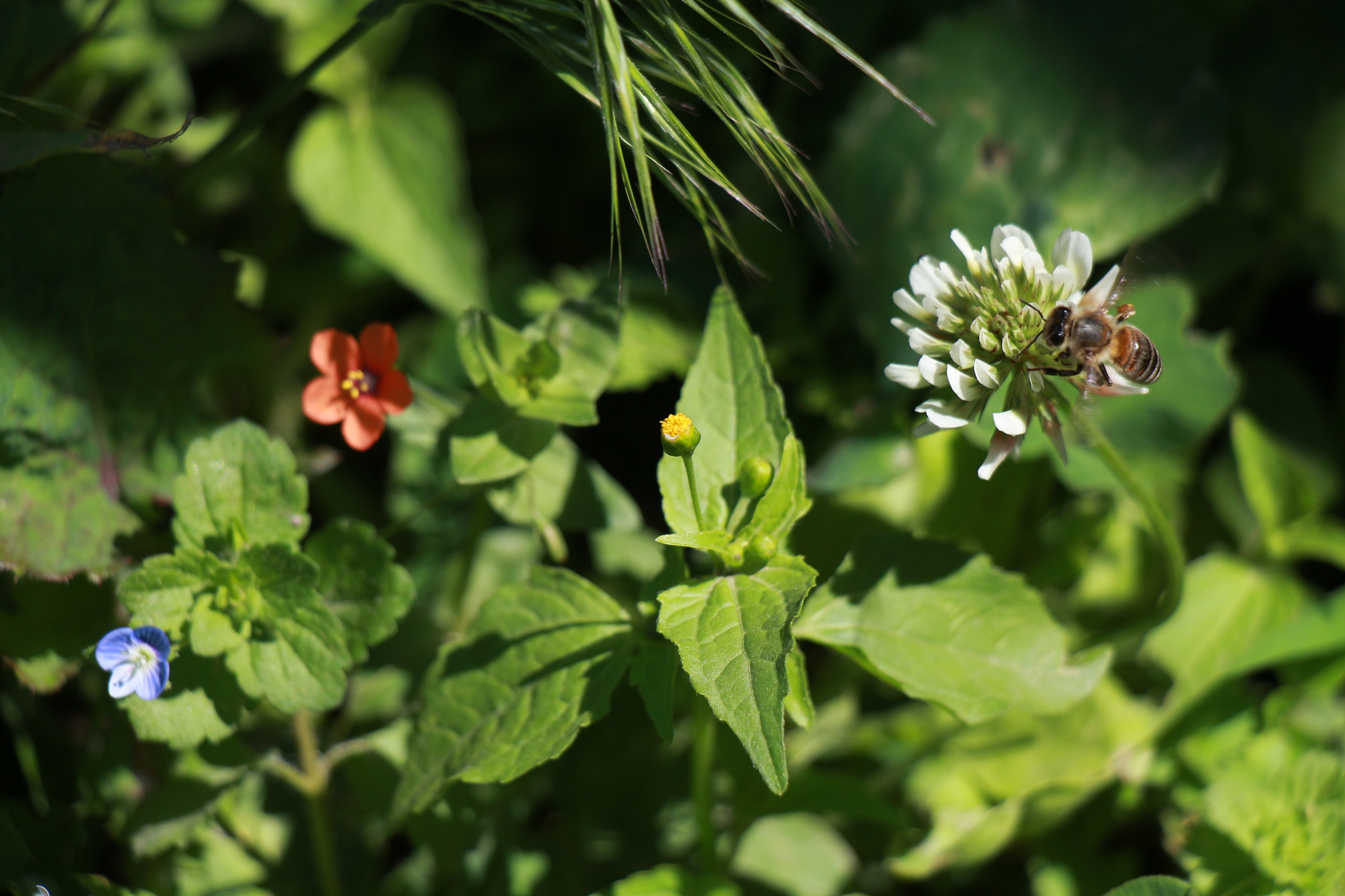 Canon EOS 650D (EOS Rebel T4i / EOS Kiss X6i) sample photo. Colours photography