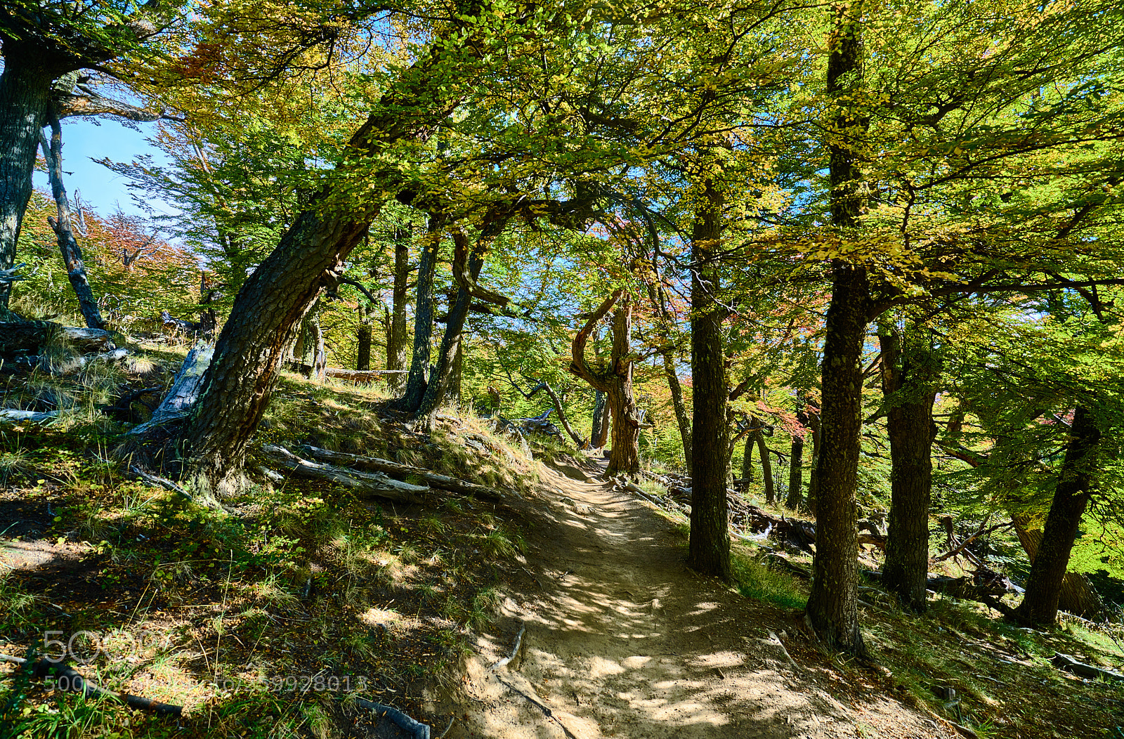 Sony a7R II sample photo. Landscape with autumn trees photography