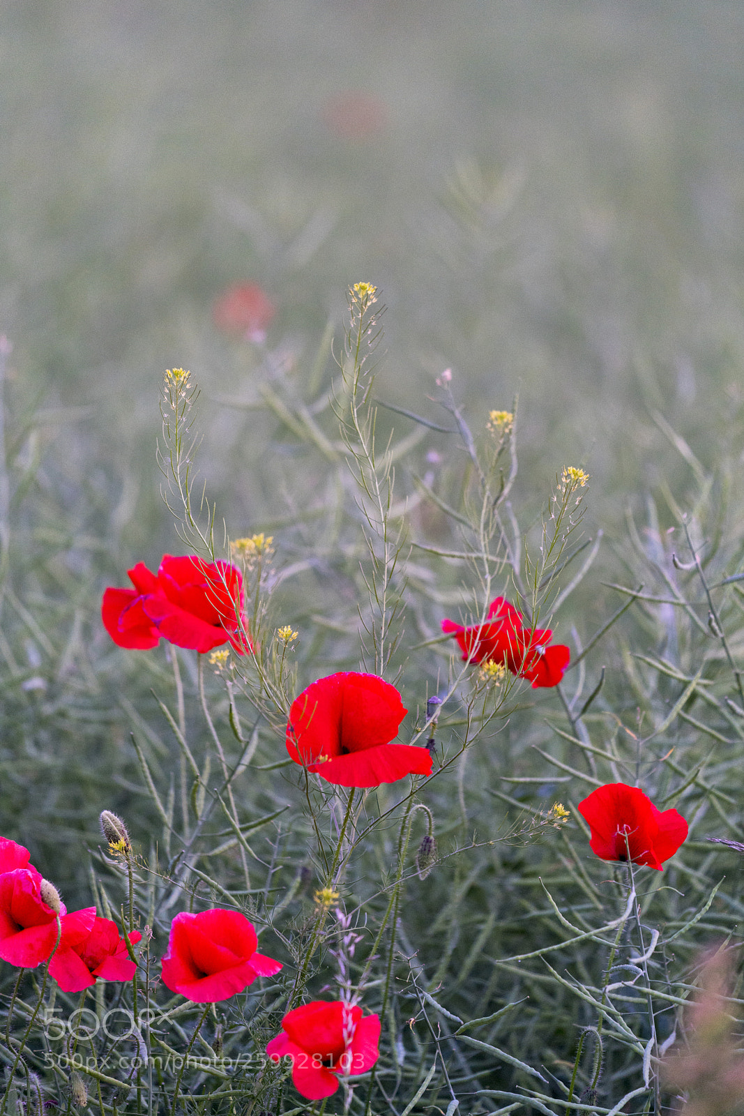 Sony a7R III sample photo. Poppy photography