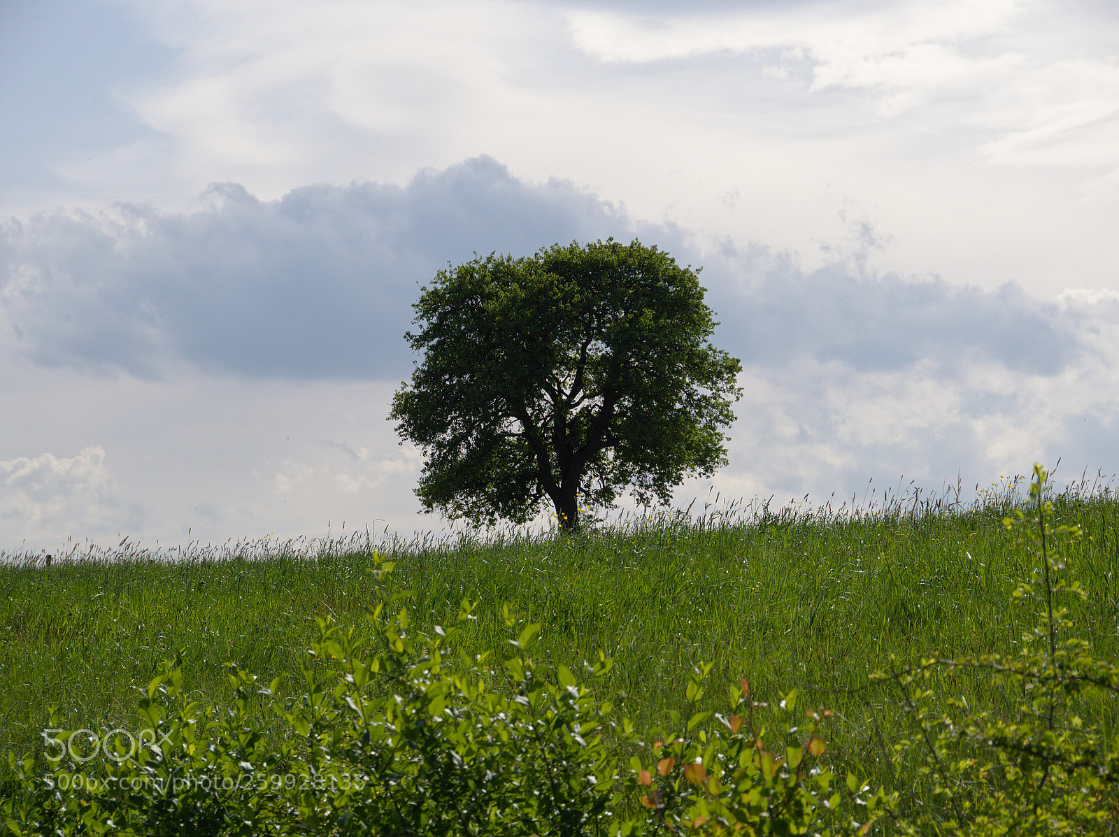 Olympus OM-D E-M10 II sample photo. Tree with view photography