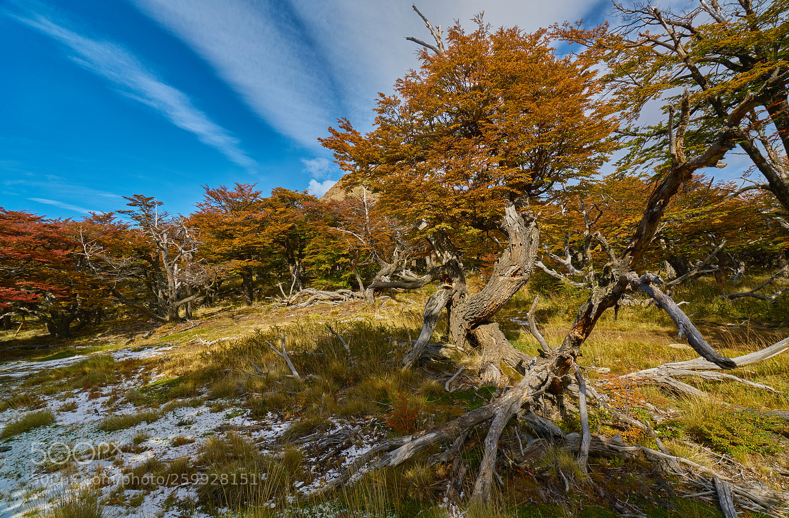 Sony a7R II sample photo. Landscape with autumn trees photography