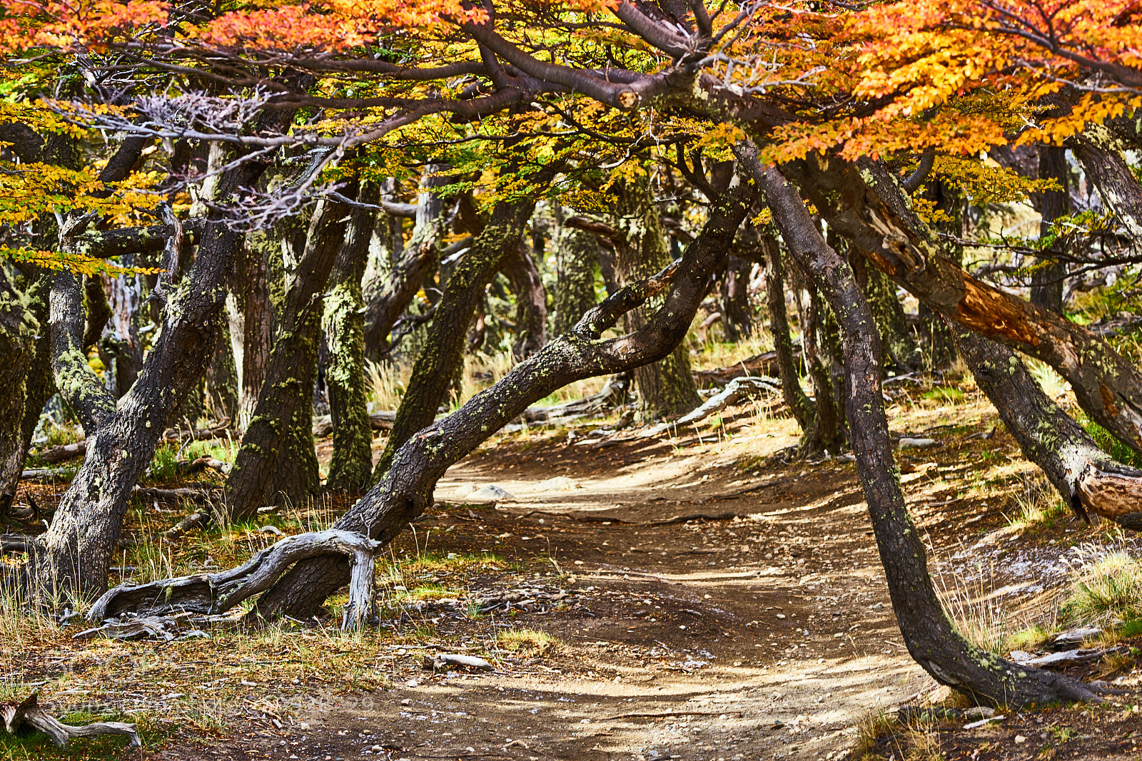 Sony a99 II sample photo. Landscape with autumn trees photography