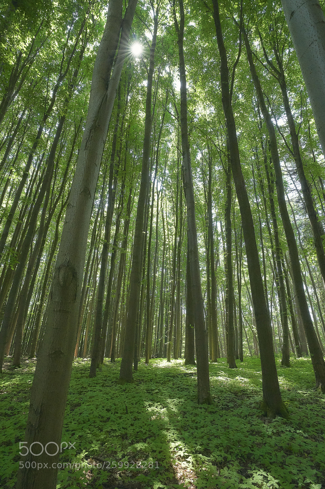 Sony a7 III sample photo. The forest photography