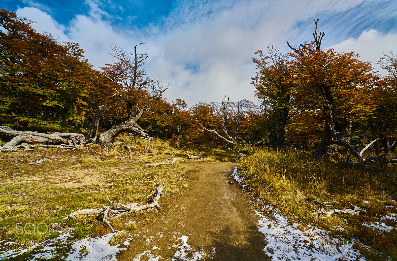 Sony a7R II sample photo. Landscape with autumn trees photography