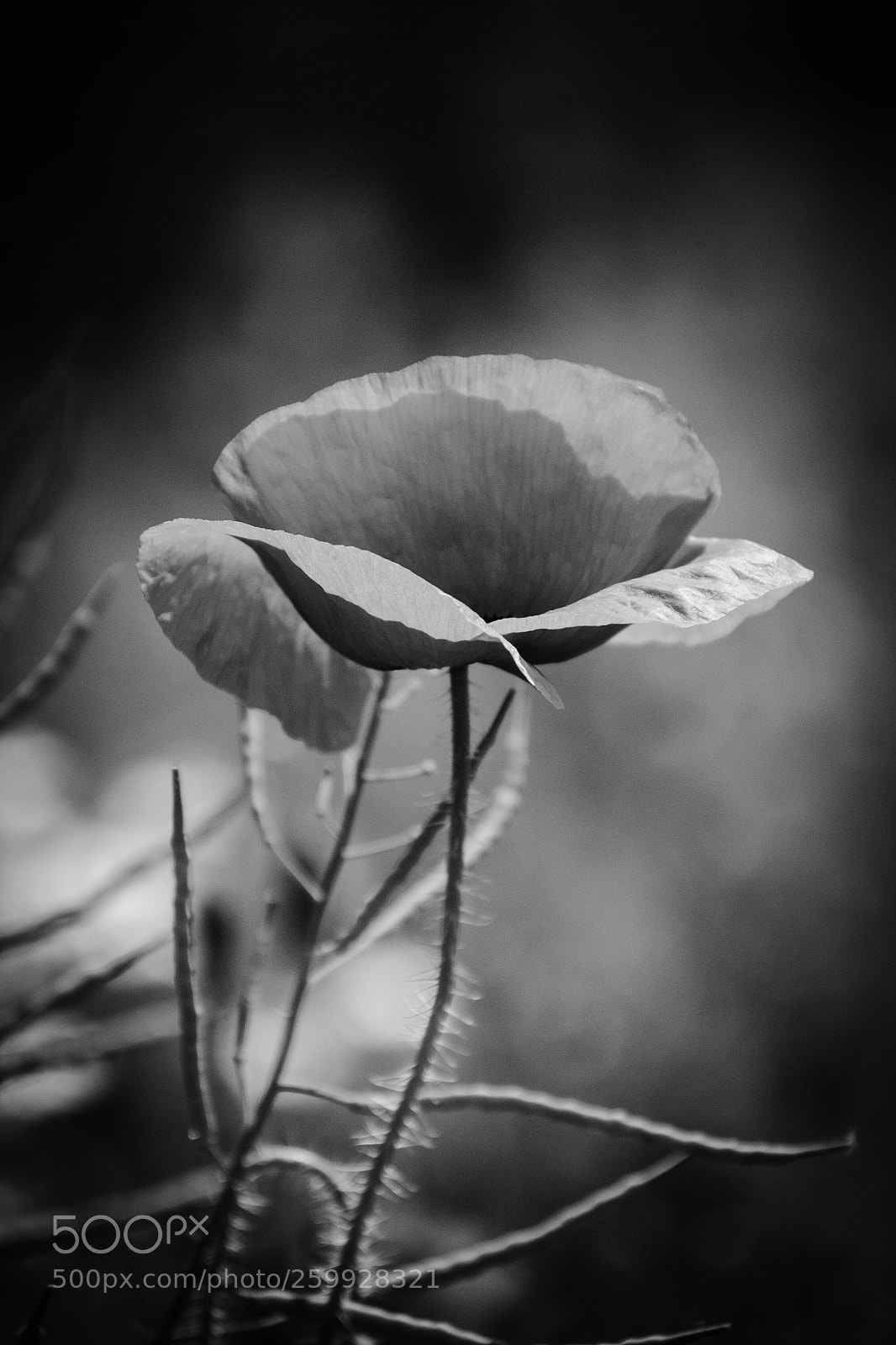 Nikon D3100 sample photo. Poppy photography