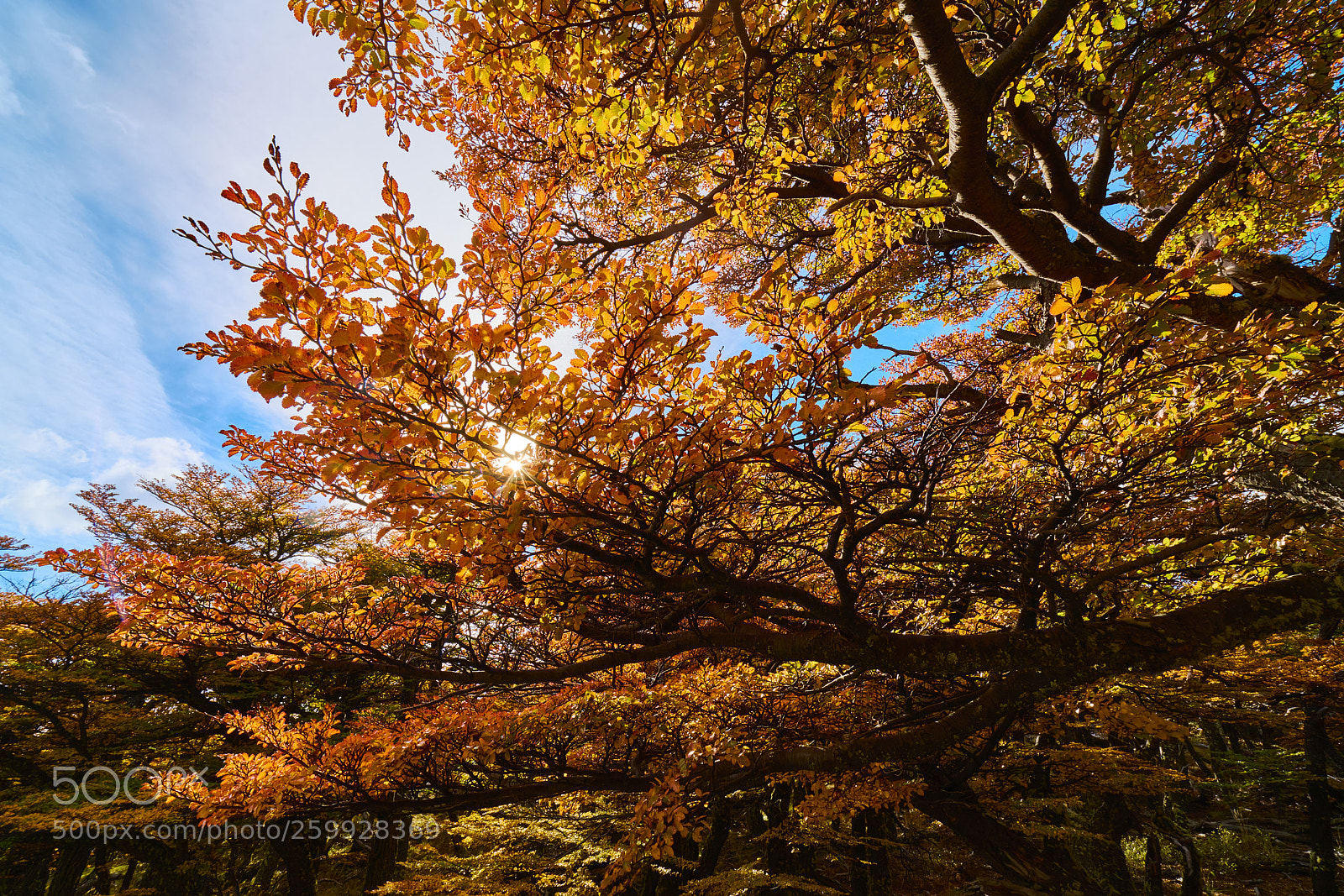 Sony a7R II sample photo. Landscape with autumn trees photography