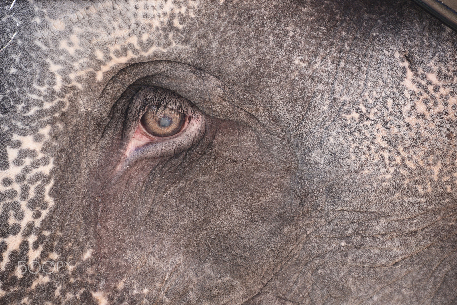 Nikon D750 sample photo. Elephant look photography