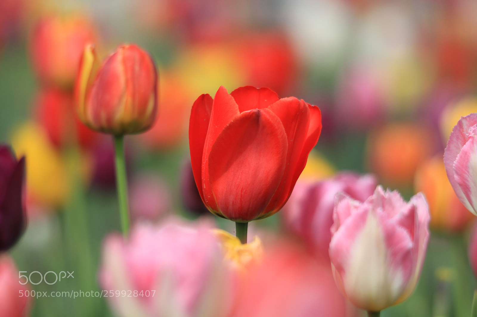 Canon EOS 7D sample photo. 郁金香 tulip photography