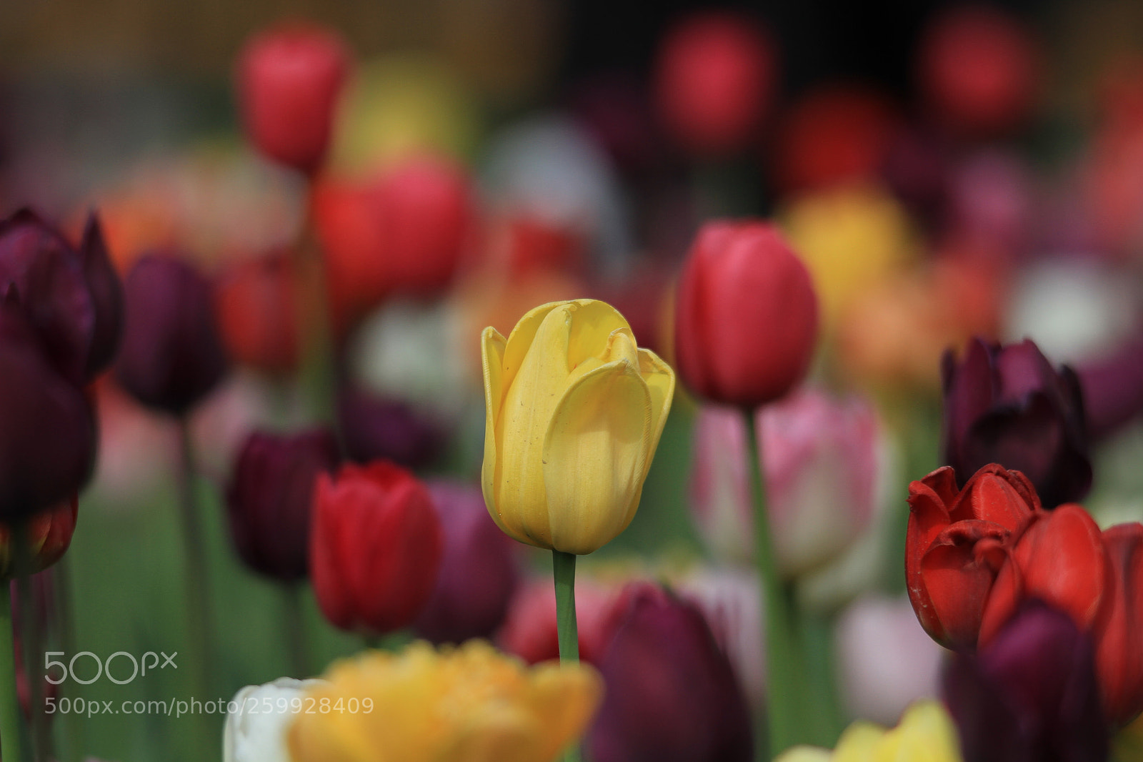 Canon EOS 7D sample photo. 郁金香 tulip photography