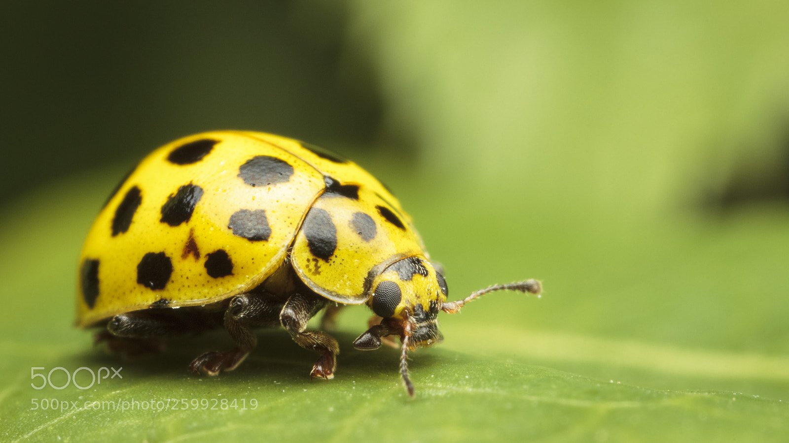 Canon EOS 550D (EOS Rebel T2i / EOS Kiss X4) sample photo. 22-spot ladybird photography