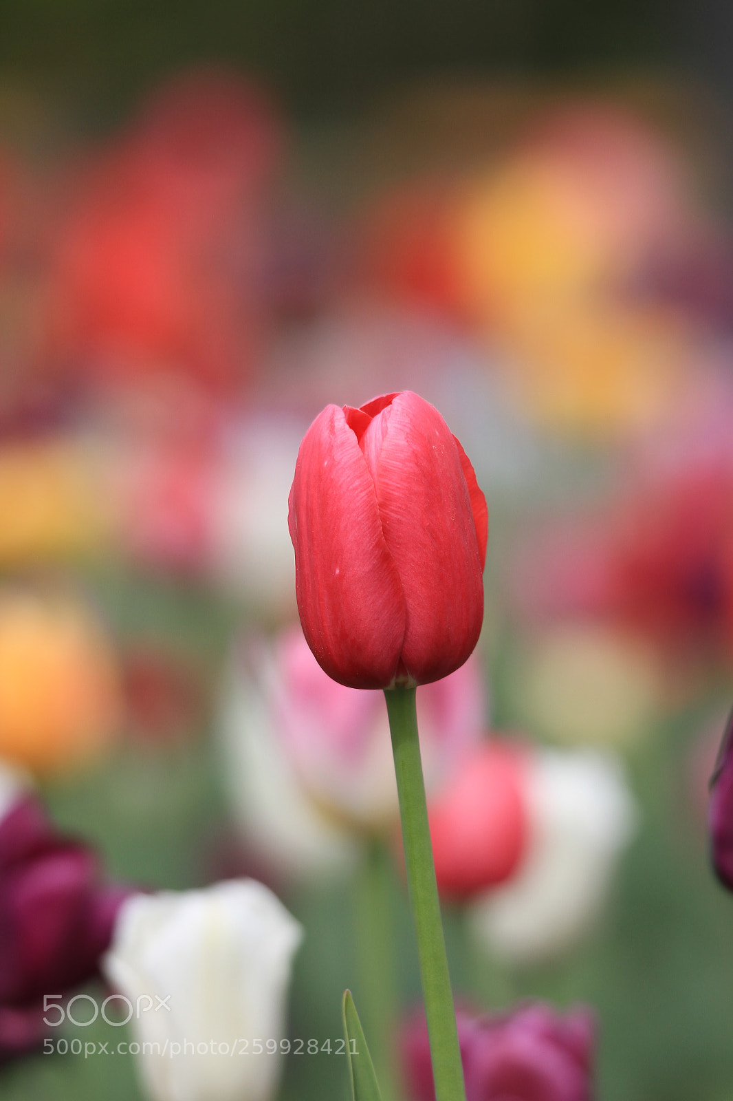 Canon EOS 7D sample photo. 郁金香 tulip photography