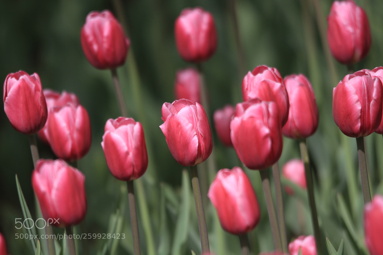 Canon EOS 7D sample photo. 郁金香 tulip photography