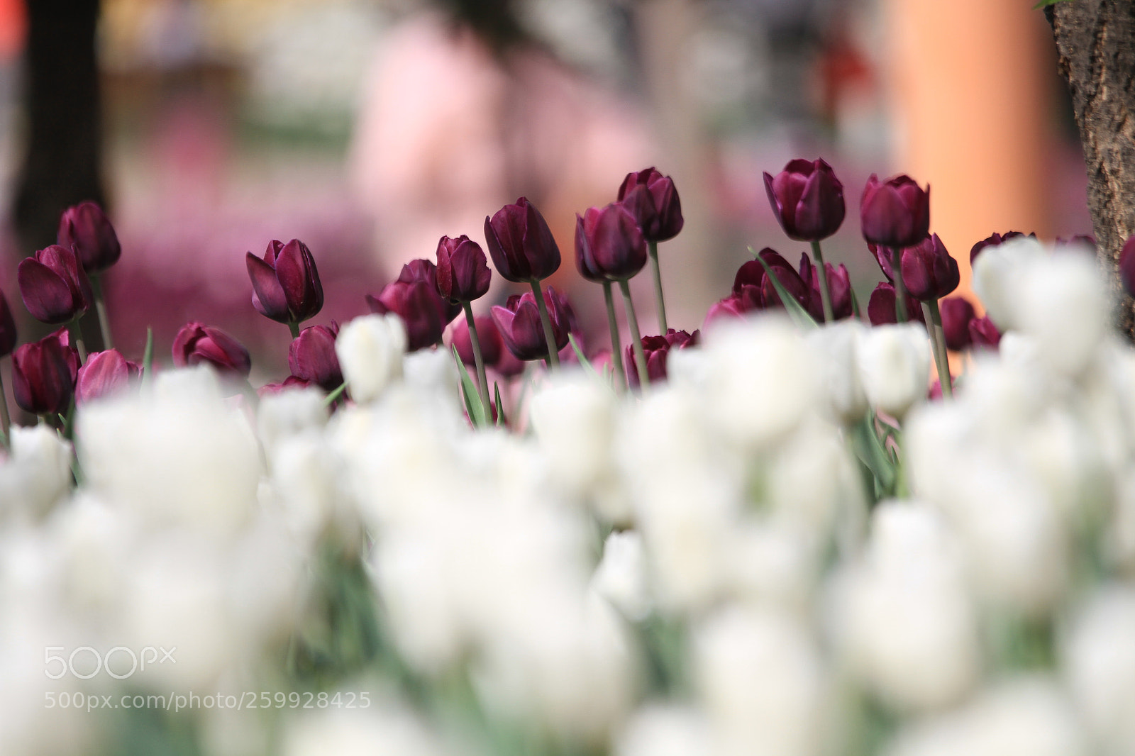 Canon EOS 7D sample photo. 郁金香 tulip photography