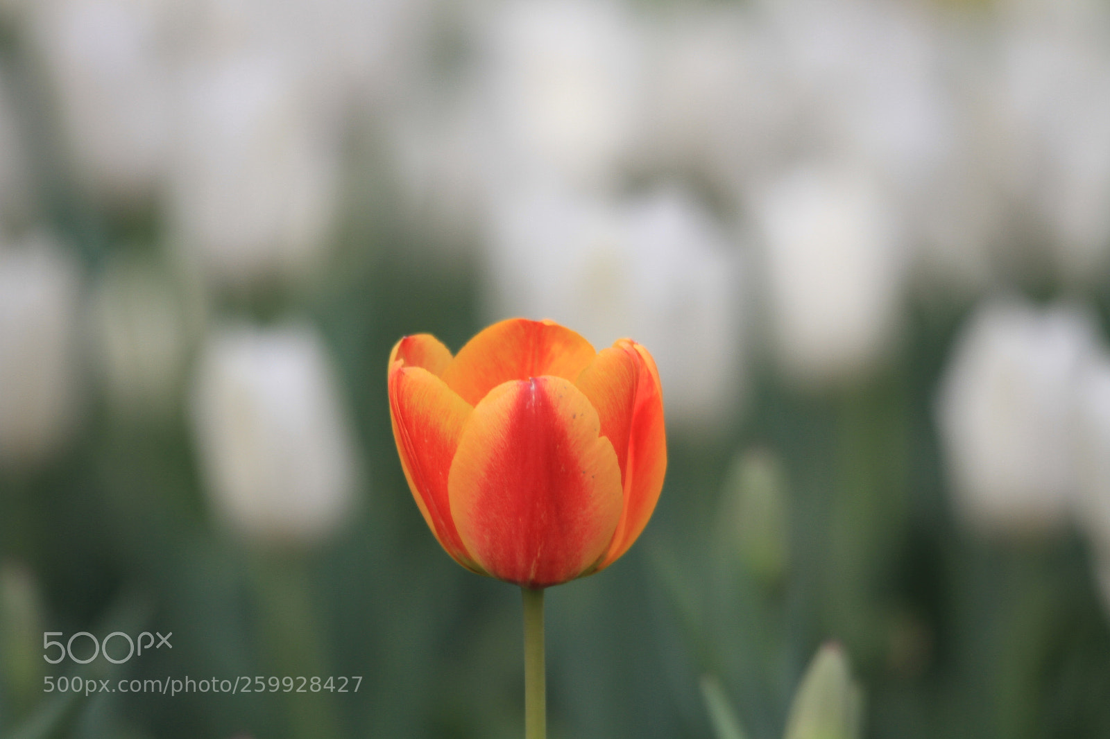 Canon EOS 7D sample photo. 郁金香 tulip photography