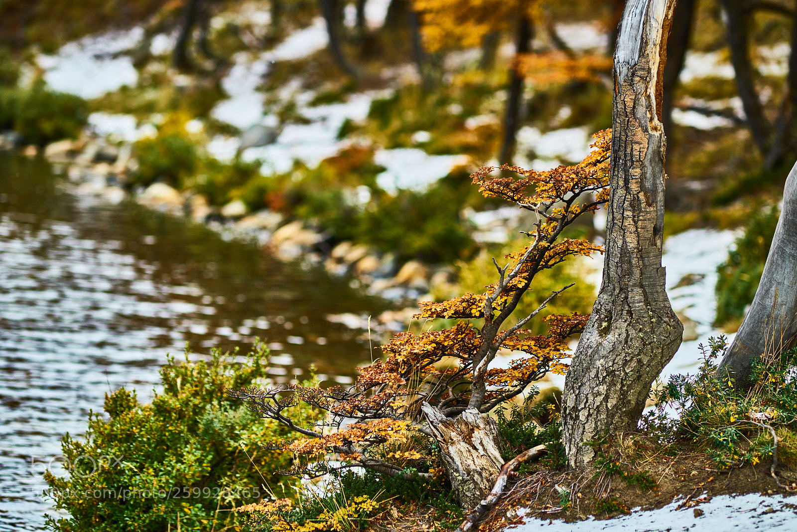 Sony a99 II sample photo. Landscape with autumn trees photography