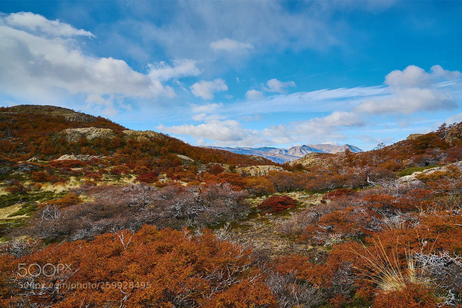 Sony a7R II sample photo. Landscape with autumn trees photography
