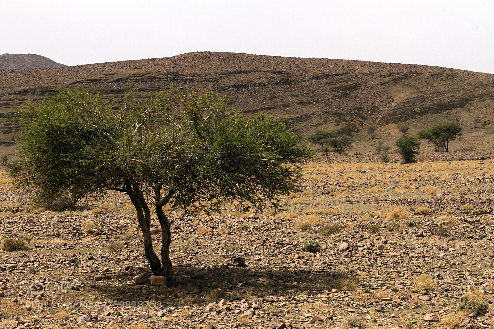 Canon EOS 7D sample photo. 2018-4099.jpg photography