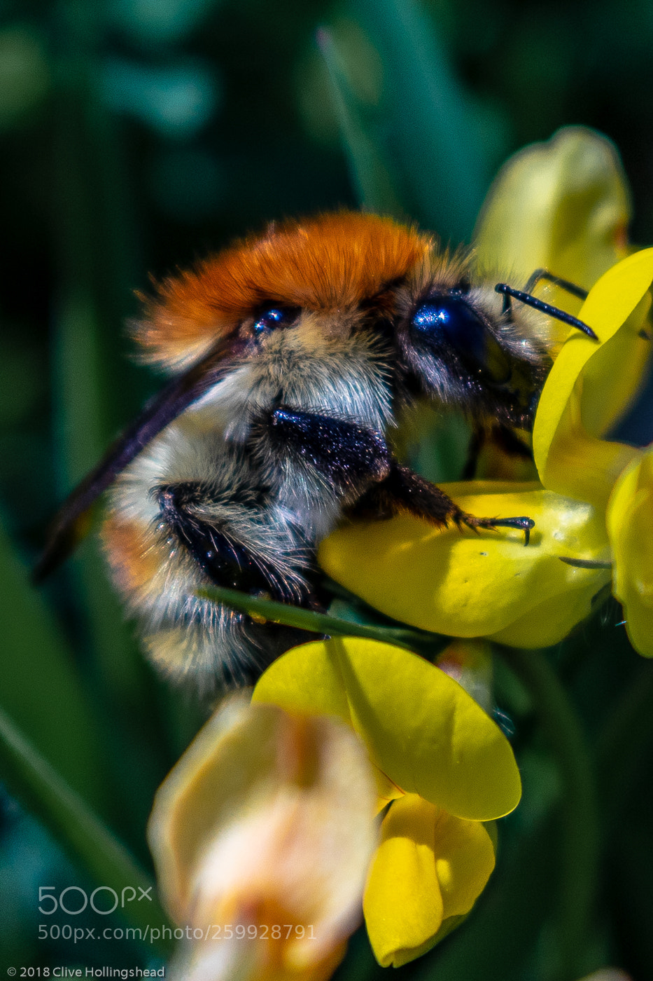 Canon EOS 7D Mark II sample photo. Having a buzzy morning photography