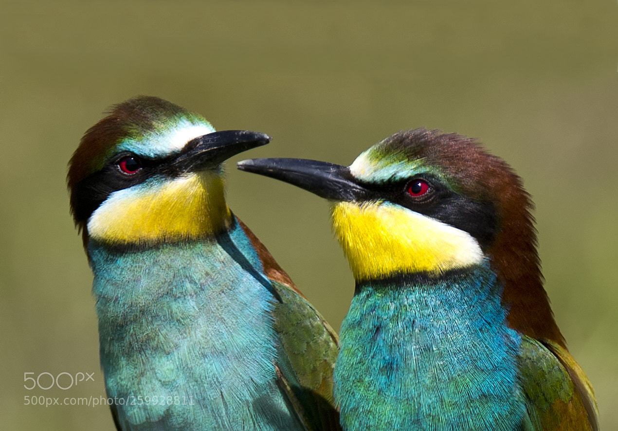 Canon EOS-1D X sample photo. European bee-eater photography