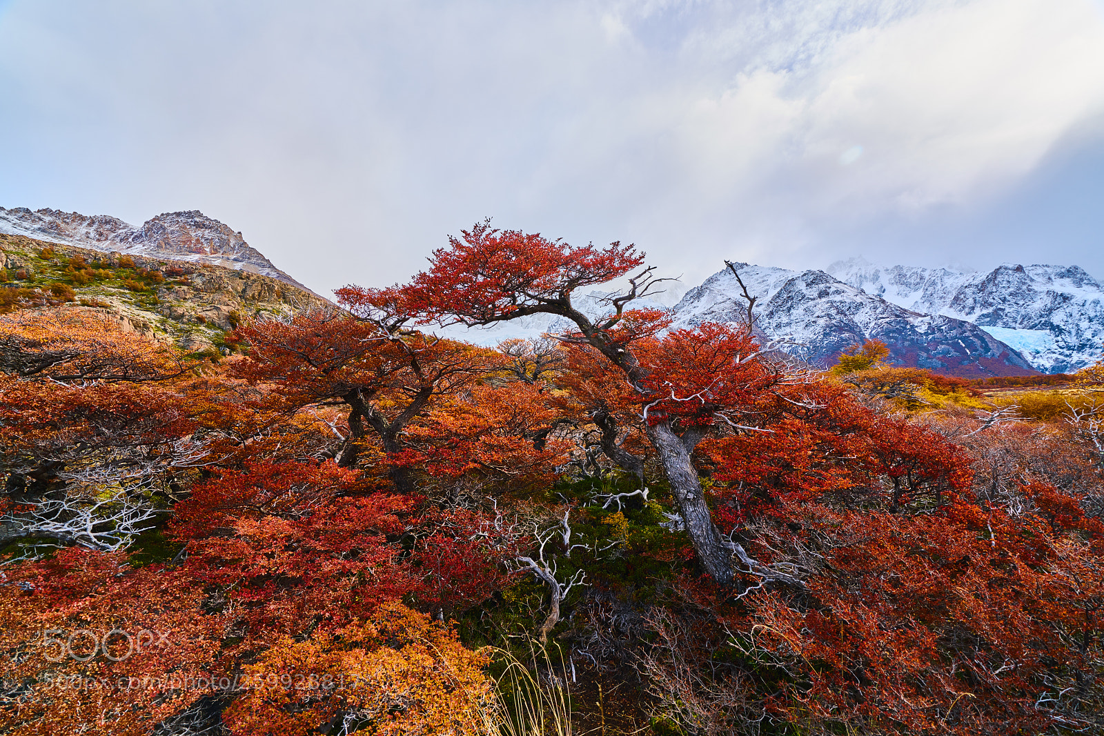 Sony a7R II sample photo. Landscape with autumn trees photography