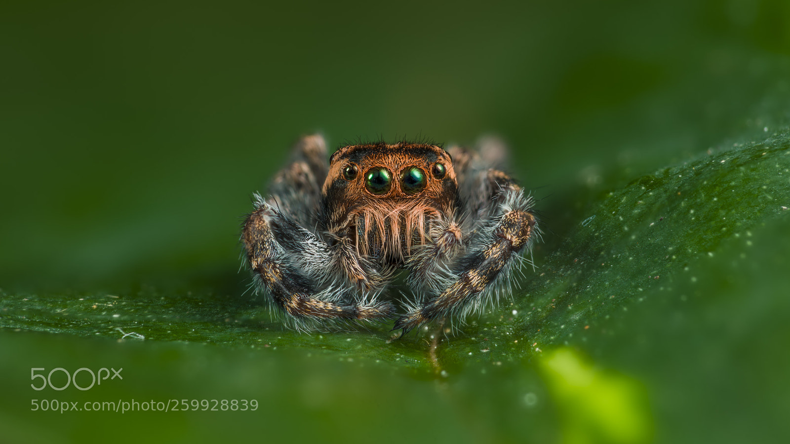 Canon EOS 5D Mark IV sample photo. Phidippus asotus photography