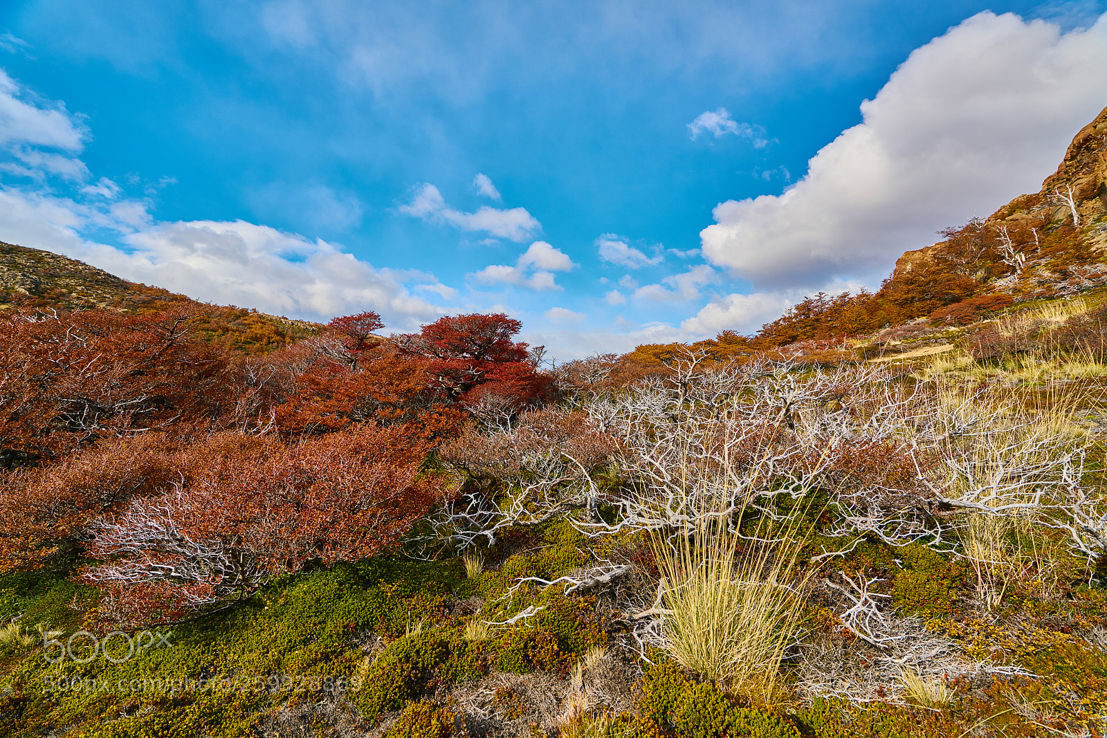 Sony a7R II sample photo. Landscape with autumn trees photography