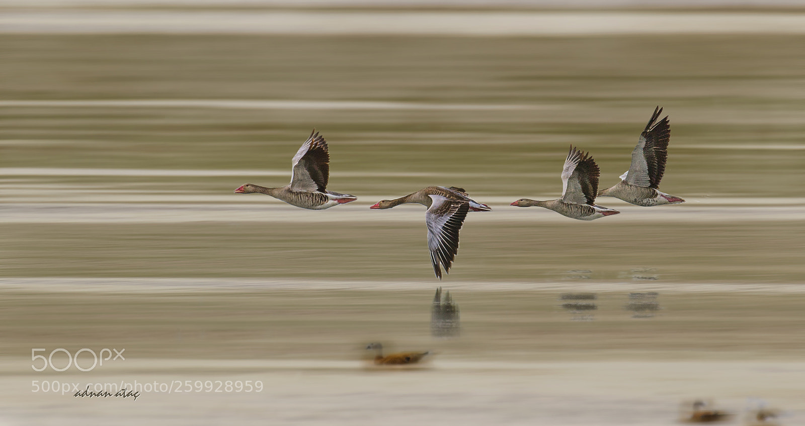 Nikon D5 sample photo. Boz kaz - greylag photography