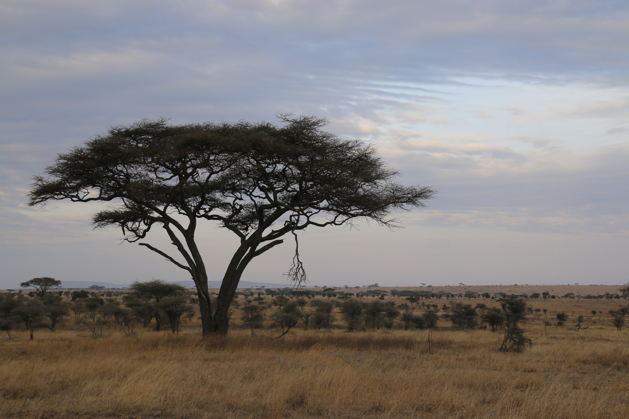 Canon EOS 70D sample photo. Mg photography