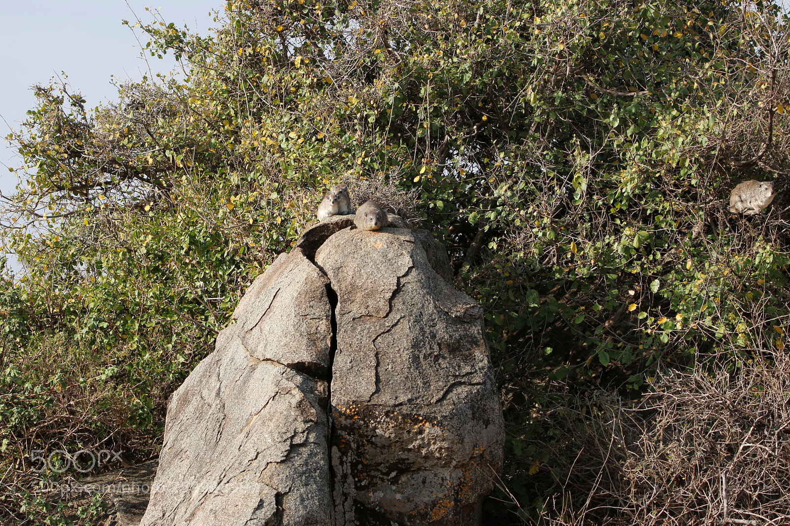 Canon EOS 70D sample photo. Mg photography
