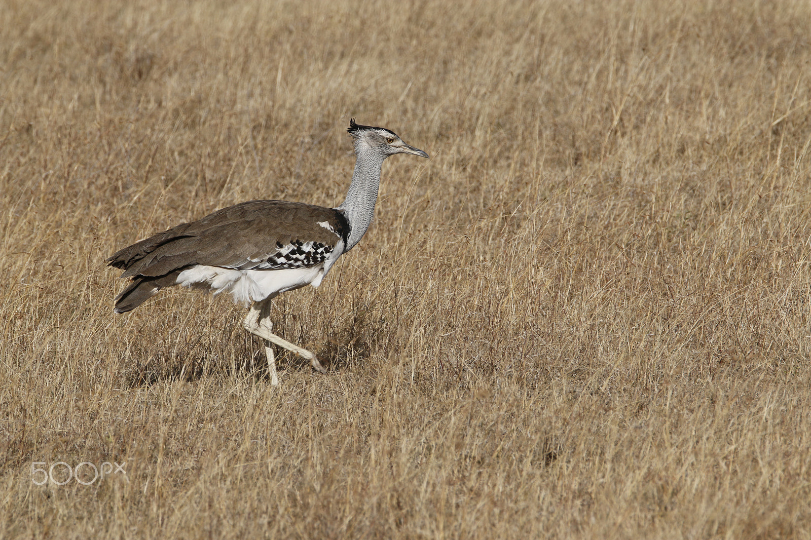 Tamron SP 150-600mm F5-6.3 Di VC USD sample photo. Mg photography