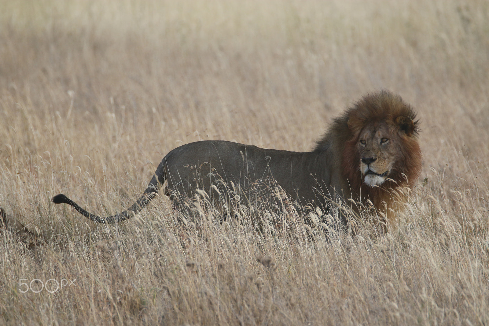 Tamron SP 150-600mm F5-6.3 Di VC USD sample photo. Mg photography